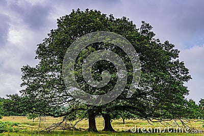 Tree against the sky. BÅ‚ekitne niebo. BiaÅ‚e chmury. Stock Photo